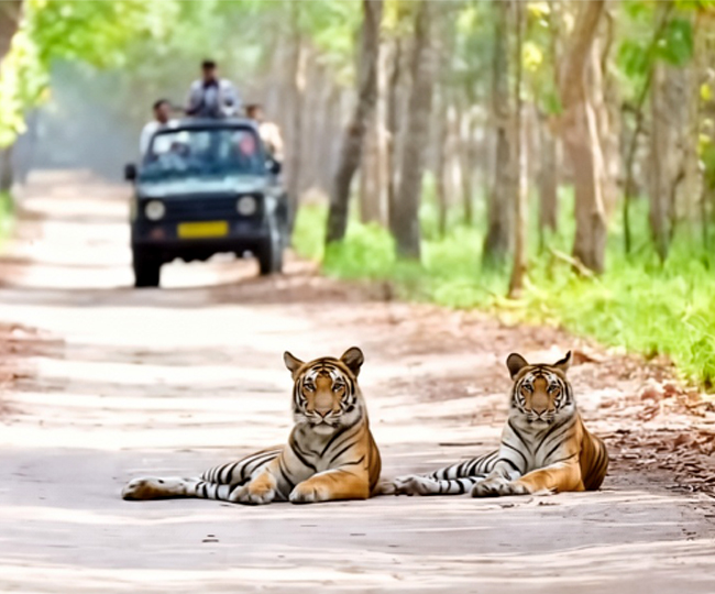 माधोटांडा खटीमा मार्ग पर राहगीरों और पर्यटकों के सामने विचरण करते बाघ। जागरण आर्काइव